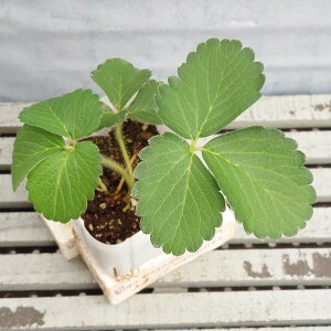 野菜苗 いちご そよかの 9cmポット 1苗 農林水産省品種登録登録番号 第33721号 海外持出禁止