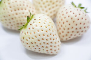 ؕc Vĝ AE(GWFGCg) 9cm|bg 1c _ѐYȕio^ o^ԍ 26682 COo֎~