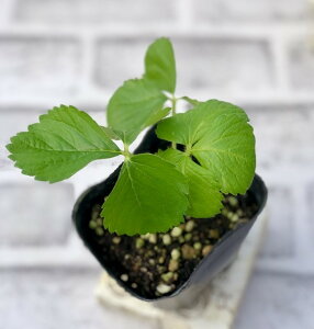 野菜苗 いちご F1イチゴ 初姫(ういひめ)9cmポリポット 1苗 農林水産省品種登録出願中 品種名:TST184 ※海外持出禁止(公示(農水省HP)参照)