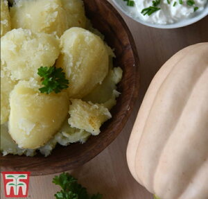 �y��q�zThompson & Morgan Squash 'Baked Potatoes' (Winter) �X�J�b�V�� '�x�C�N�h�E�|�e�g' �g���v�\�������[�K��