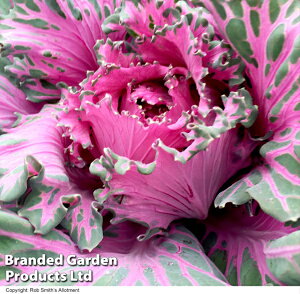 yqzThompson & Morgan Kale 'Buttonhole Starmaker' P[ {^z[ X^[[J[ gv\[K