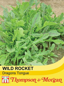 yqzThompson & Morgan Wild Rocket 'Dragon's Tongue' ChPbg 'hSYE^' gv\[K