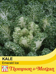 yqzThompson & Morgan Kale 'Emerald Ice' P[ Gh ACX gv\[K