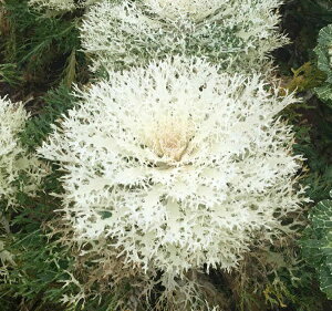 yqzThompson & MorganKale 'White Peacock' P[ zCgs[RbN gv\Ah[K