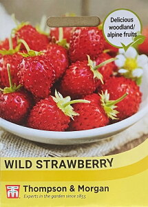 yqzThompson & Morgan Wild Strawberry (Fragaria vesca) Ch Xgx[ gv\[K
