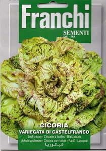 yqzFRANCHI SEMENTI CICORIA VARIEGATA DI CASTELFRANCO [t`R[ JXetR t`
