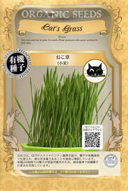 【有機種子】ねこ草（小麦）グリーンフィールドプロジェクトのタネ