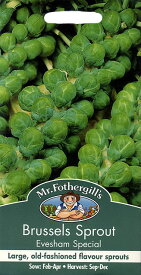 【輸入種子】Mr.Fothergill's Seeds Brussels Sprout Evesham Specia lブリュッセルズ・スプラウト（芽キャベツ） イブシャム・スペシャル ミスター・フォザーギルズシード