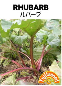 野菜種子 ルバーブ 藤田種子のタネ