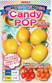 【種子】Candy Pop(キャンディポップ) シトロン ミニトマト ナント種苗のタネ