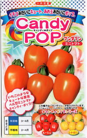【種子】Candy Pop（キャンディポップ） マンダリン ミニトマト ナント種苗のタネ