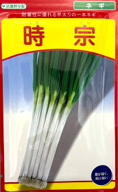 野菜種子 ネギ 時宗 武蔵野種苗園のタネ