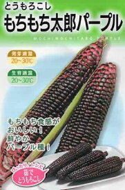 【種子】とうもろこし もちもち太郎パープル 大和農園のタネ