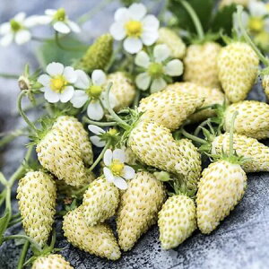 ؎q Urban Collection Strawberry White Alpine seeds Xgx[ zCgApC̃^l