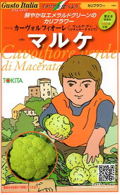 【種子】Gusto Italia カリフラワー カーヴォル フィオーレ マルケ トキタ種苗のタネ