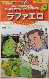 ��؎�q Gusto Italia �J���t�����[ �J�[���H�� �t�B�I�[���i���}�l�X�R�^�C�v�j���t�@�G�� �g�L�^��c�̃^�l