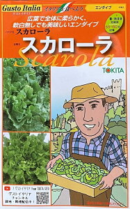 ��؎�q Gusto Italia �G���_�C�u �X�J���[�� �g�L�^��c�̃^�l