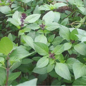 n[uq TSGI-213 oW (z[[oW) gL^c̃^l