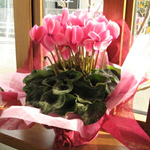 ᑗ݁VN̔MtgiʃTCY5j