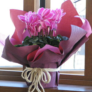 ᑗ݁VN̔MtgiƑ傫6j