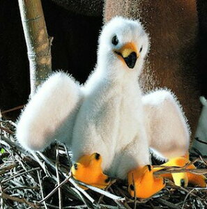 P[Z ʂ kosen V̎q 17cm gTonih Bald Eagle Chick  A 