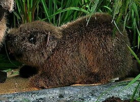 ケーセン ぬいぐるみ kosen ビーバー（小） 26cm “Bibi” Beaver リアル 動物