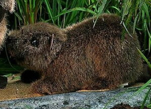 P[Z ʂ kosen r[o[ij 26cm gBibih Beaver A 