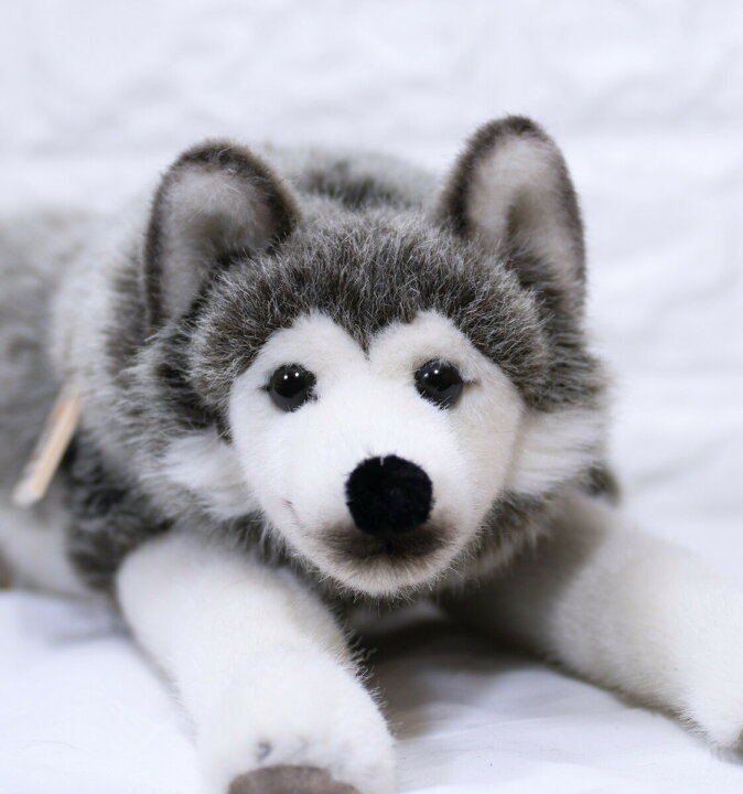 楽天市場】ケーセン ぬいぐるみ kosen ハスキー（寝そべり）41cm 犬 