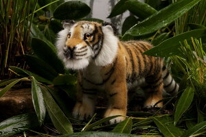 P[Z ʂ kosen g Tiger "Kadan" A 