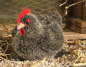 P[Z ʂ kosen Č{ jg OC 14cm Hen, small grey A 
