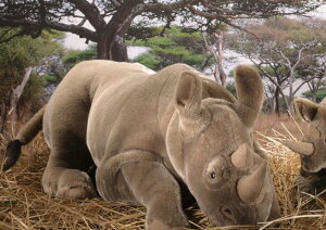 P[Z ʂ kosen TC Qׂ 52cm A 