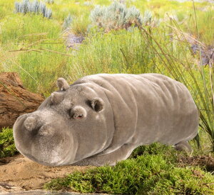 P[Z ʂ kosen Jo Qׂ 52cm A 