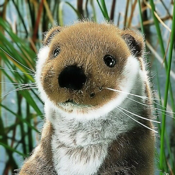 楽天市場】ケーセン ぬいぐるみ kosen ヨーロッパカワウソ（小） 立ち 
