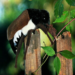 P[Z ʂ kosen RtLRKl 14cm gKalleh Cockroach A 