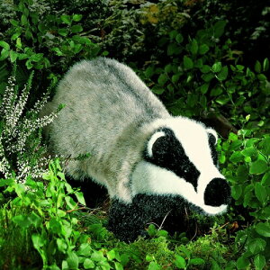 P[Z ʂ kosen AiO} 47cm Badger A 