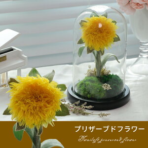 IwaiLoft vU[uht[  Ђ܂  ͂Ȃ Ԃ̃Mtg KXh[ l ޏ Ԃ LO  v|[Y NX}X v[g LO uȂ