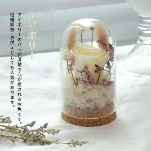 VEAeiIwaiLoft Mini vU[uht[ Mtg KXh[  o 蕨 ͂Ȃ {gt[ jE\E蕨 ̓ ޏ  a v[g j