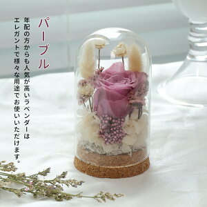 VEAeiIwaiLoft Mini vU[uht[ Mtg KXh[  o 蕨 ͂Ȃ {gt[ jE\E蕨 ̓ ޏ  a v[g j