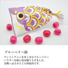 プチ京鯉のぼり紫(ブルーベリー)