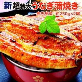 鹿児島産 新 超特大 国産 うなぎ蒲焼き 約250g×2尾 送料無料 海鮮 プレゼント グルメ ギフト