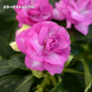 yzyʌ̔zԕc  o oc d炫 Cpb`FX JtHjA[Y c 13.5cm M&B | K[fjO 