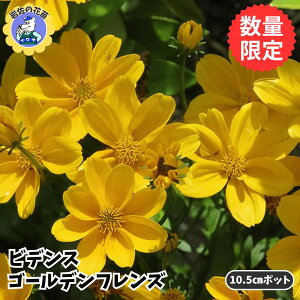 yzyʌ̔zԕc rfX rfXc rfX S[ftY 10.5cm ^LC nfB | K[fjO 