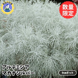 yzyʌ̔zJ[[t [tc Ae~VA }Ji Vo[ 9cm ^LC | K[fjO 