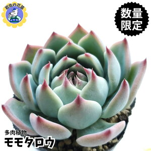 yzyʌ̔zA  c ^E IWi|bg K[fjO