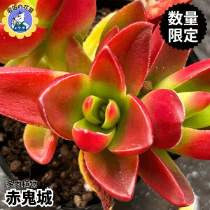 yzyʌ̔zA  c ԋS IWi|bg K[fjO