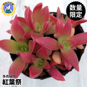 yzyʌ̔zA  c gt IWi|bg K[fjO