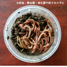 楽天市場 生餌 ミミズ 岩瀬牧場 楽天市場店