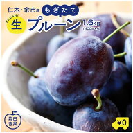 【順次出荷中】 北海道産 生プルーン 約1.6kg （400g×4） 仁木町 余市町産 LMサイズ 秀品 旬の果物 フル…