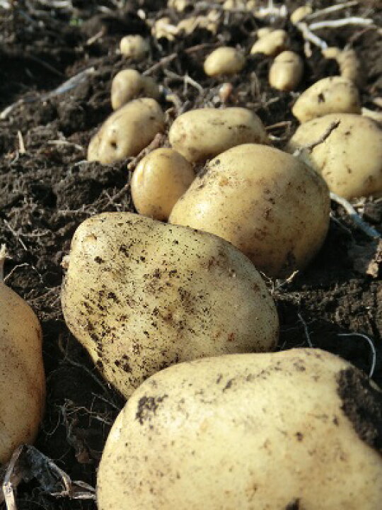 楽天市場 新じゃが予約 訳アリじゃがいも ワセシロ 2ｋｇ サイズ混合 送料無料 沖縄除く プレゼント付 岩手にのへじゃがいも 伝 ワセシロ 岩手県二戸市産 数量限定 お試し価格 変形 キズ 空洞等あり Rcp いわてひろファーム楽天市場店