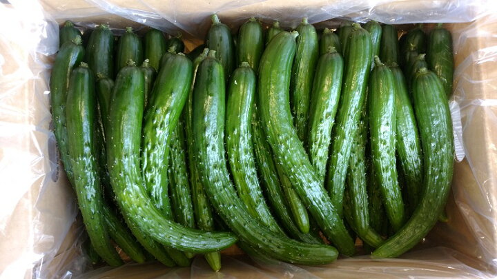 楽天市場 ｂ品 訳ありきゅうり 5ｋｇ 1箱 送料無料 九州 沖縄除く 冷やしキュウリ 漬物用に 出荷期間限定 5キロ いわてひろファームの岩手にのへきゅうり 胡瓜 キズ 変形 空洞 大中小混合 ハウス 6月中旬 7月頃 露地 7月頃 9月頃 Rcp